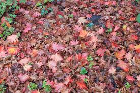 pile of fall leaves