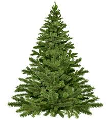 Christmas tree with no decorations